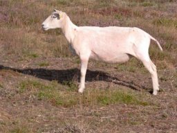 IMGP2993-Nyklippet-faar